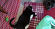 Penguin is registered to the contest to win money with this photo: black_and_white, cat, cat_toy, chair, cozy, domestic, fabric, floor, footwear, household, indoor, patterned_rug, pet, plush_toy, relaxed, resting, rug, seat, shoes, tile_floor