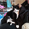 Penguin joined the competition — help win amazing prizes! animal, background, black_and_white_cat, casual, cat, collar, comfort, cozy, furniture, home, household_items, indoor, lap, person, pet, relaxed, rocking_chair, rug, sitting, whiskers