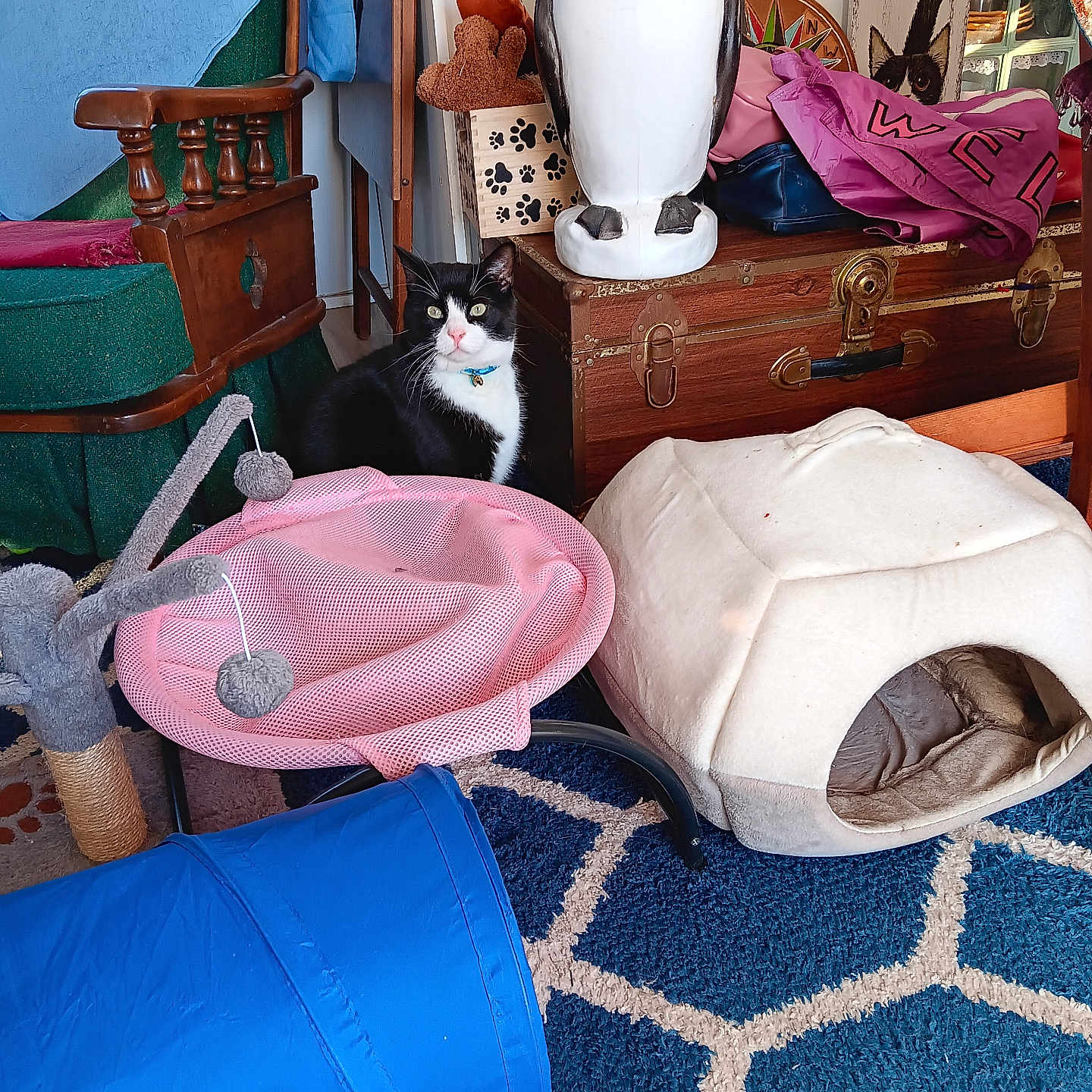 Penguin is registered to the contest to win money with this photo: cat, black_and_white_cat, cat_toys, pink_mesh_chair, blue_tunnel, cat_bed, rug, wooden_chair, vintage_trunk, penguin_statue, indoor, cozy, playful, curious, pet, furniture, decor, home, animal, pet_accessories
