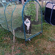 Penguin joined the competition — help win amazing prizes! animal, black_and_white_cat, car, cat, collar, curious, daylight, fence, garden, grass, greenery, outdoor, pet, plant, sedan, suburban, trap, vehicle, wire_mesh, yard
