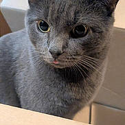 Charlie is registered to the contest to win money with this photo: animal, cardboard_box, cat, close_up, curious, cute, domestic_cat, eyes, face, feline, fur, gray_cat, indoor, looking, mischievous, pet, portrait, soft_light, tongue_out, whiskers