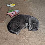 Charlie joined the competition — help win amazing prizes! animal, carpet, cat, cat_toys, claws, cozy, curled_up, cute, feline, fur, gray_cat, home, indoor, paw_covering_face, pet, relaxed, resting, scratching_pad, sleeping, whiskers
