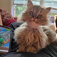 Peanut Butter joined the competition — help win amazing prizes! kitten, cat, fluffy, indoor, lap, person, tablet, window, blinds, sunlight, curious, pet, feline, closeup, young, cute, fur, domestic, animal, home