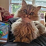 kitten, cat, fluffy, indoor, lap, person, tablet, window, blinds, sunlight, curious, pet, feline, closeup, young, cute, fur, domestic, animal, home