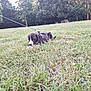 dog, grass, leash, park, trees, outdoor, pet, animal, nature, field, black_and_white, canine, chewing, sniffing, daylight, people, walking, resting, greenery, leisure