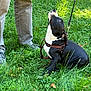 dog, grass, person, shoes, pants, leash, harness, outdoor, greenery, nature, pet, animal, canine, sitting, looking_up, daylight, casual, human_leg, footwear, park