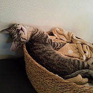 Brume participe au concours pour gagner de l'argent avec cette photo : cat, kitten, sleeping, basket, blanket, cozy, tabby, fur, pet, indoor, resting, cute, animal, relaxed, texture, wall, soft, home, comfort, nap