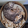 Brume participe au concours pour gagner de l'argent avec cette photo : cat, kitten, sleeping, basket, blanket, polka_dot, cozy, tabby, fur, pet, indoor, cute, relaxing, animal, resting, feline, soft, comfort, home, nap