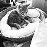 Brume participe au concours pour gagner de l'argent avec cette photo : cat, kitten, basket, blanket, cozy, tabby, pet, indoor, feline, cute, resting, fur, whiskers, animal, sleeping_area, soft, comfort, monochrome, black_and_white, domestic_animal