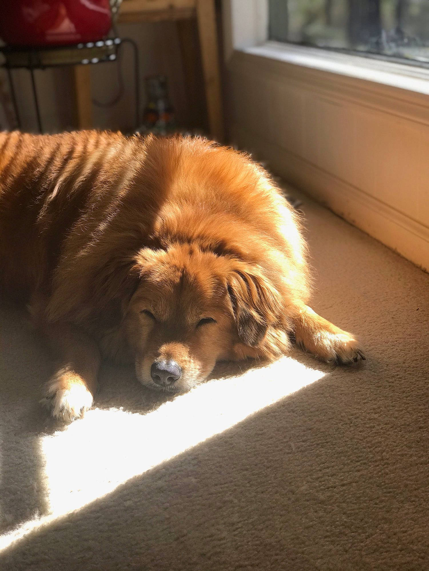 Barney joined the competition — help win amazing prizes! canidae, carnivore, caucasian_shepherd_dog, chow_chow, companion_dog, dog, dog_breed, fawn, fur, mammal, puppy, snout, sporting_group