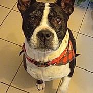 Bella participe au concours pour gagner de l'argent avec cette photo : dog, pet, black_and_white, collar, floor_tile, christmas_tree, ornaments, indoor, looking_up, ears, canine, holiday, decorations, animal, mammal, cute, domestic, companion, waiting, alert