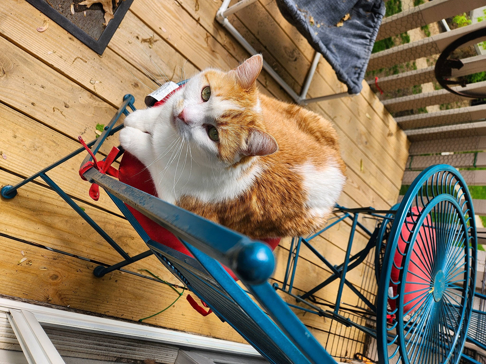 Neutron is registered to the contest to win money with this photo: automotive_tire, bicycle_fork, bicycle_frame, bicycle_handlebar, bicycle_tire, bicycle_wheel, carnivore, cart, cat, fawn, felidae, hub_gear, mammal, rim, small_to_medium_sized_cats, tire, vehicle, wheel, whiskers, wood