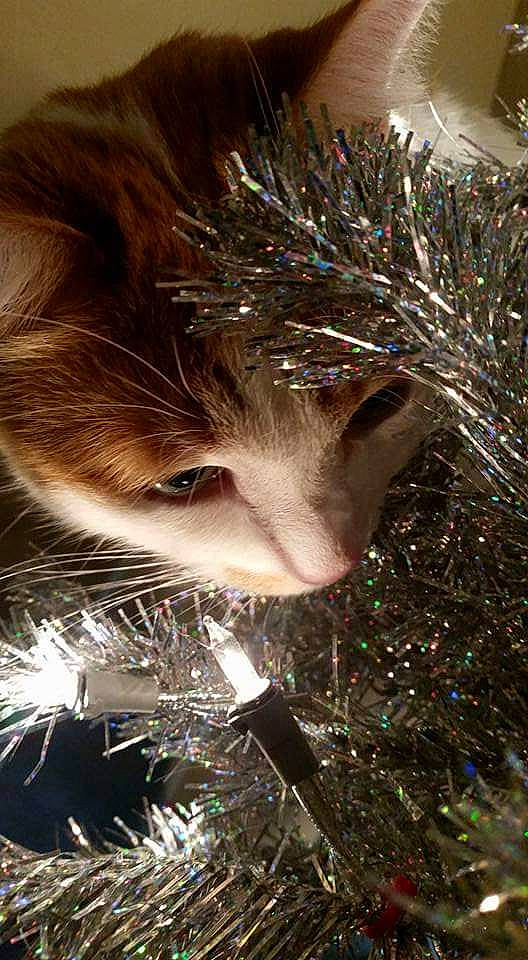 Neutron joined the competition — help win amazing prizes! christmas, christmas_decoration, christmas_ornament, christmas_tree, conifer, event, fashion_accessory, flash_photography, fun, fur, grass, happy, hat, head, holiday, holiday_ornament, midnight, ornament, whiskers, winter