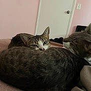 Cheese is registered to the contest to win money with this photo: cat, feline, pet, indoor, bed, blanket, resting, snuggling, fur, animal, cozy, relaxing, sleepy, two_cats, pink_wall, door, soft_texture, domestic, mammal, companion