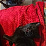 black_kitten, cat, pet, animal, indoor, red_blanket, texture, cute, small, fur, lying_down, playful, wide_eyes, open_mouth, cozy, chair, floor, bottle, domestic, resting