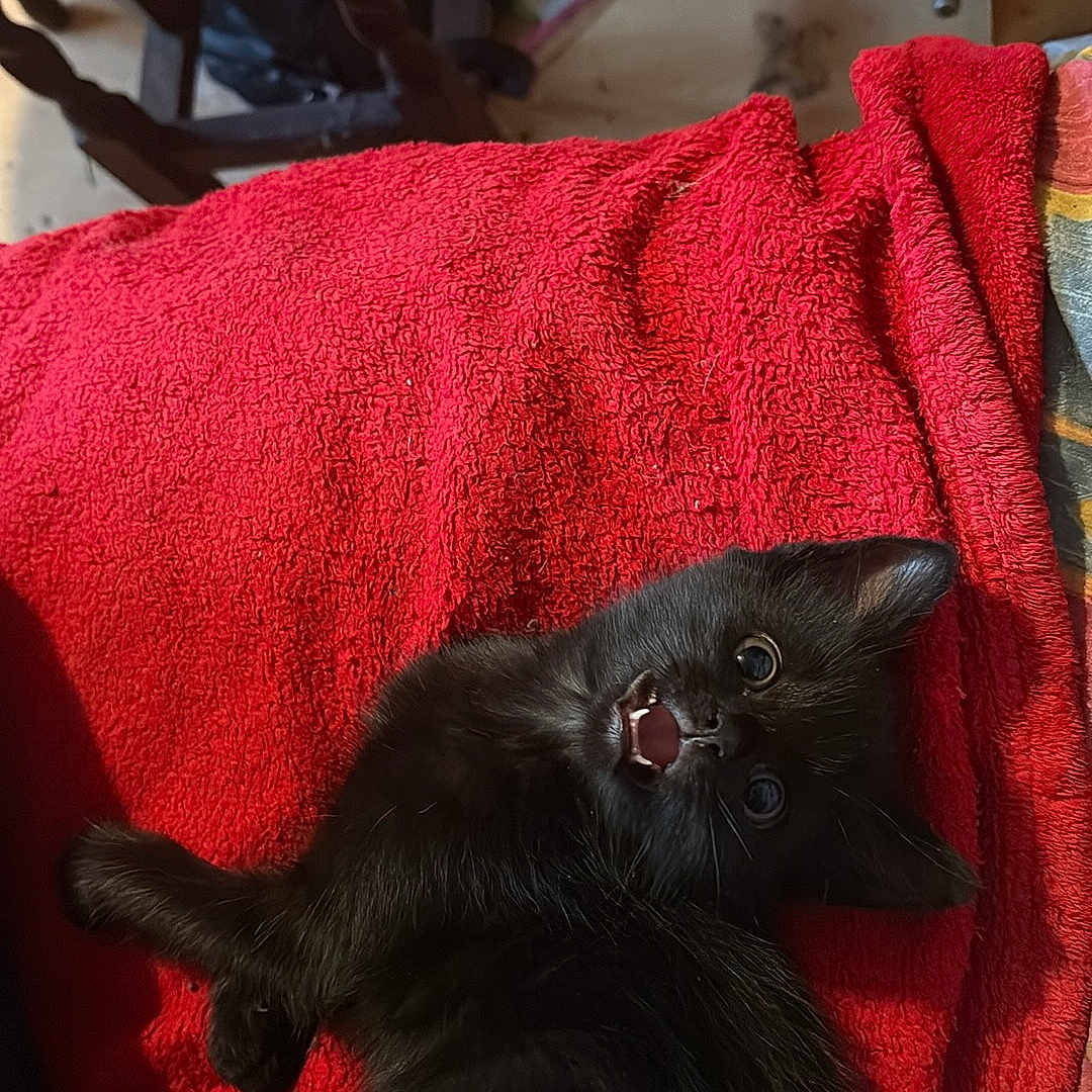 Charlie joined the competition — help win amazing prizes! animal, black_kitten, bottle, cat, chair, cozy, cute, domestic, floor, fur, indoor, lying_down, open_mouth, pet, playful, red_blanket, resting, small, texture, wide_eyes