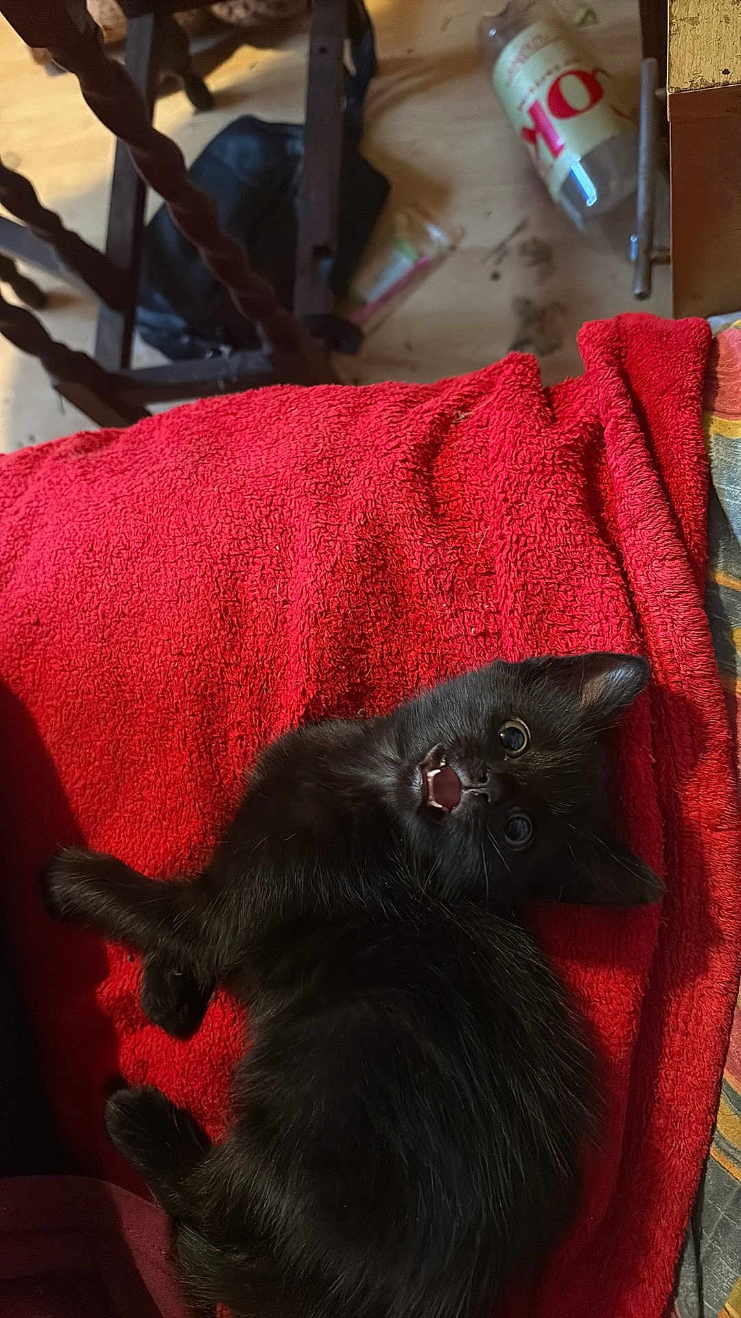 Charlie joined the competition — help win amazing prizes! black_kitten, cat, pet, animal, indoor, red_blanket, texture, cute, small, fur, lying_down, playful, wide_eyes, open_mouth, cozy, chair, floor, bottle, domestic, resting