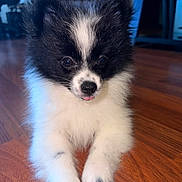 Catsu is registered to the contest to win money with this photo: puppy, dog, black_and_white, fluffy, tongue_out, wooden_floor, indoor, pet, cute, small_dog, animal, canine, fur, laying_down, front_paws, household, domestic, young_dog, adorable, portrait