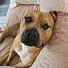 Freya participe au concours pour gagner de l'argent avec cette photo : dog, pet, canine, lying_down, resting, brown, white, close_up, indoors, blanket, pillow, cozy, relaxed, fur, muzzle, ears, portrait, comfortable, home, animal