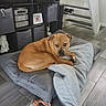 dog, brown_dog, dog_bed, blanket, rope_toy, flooring, indoor, staircase, shelf, decor, statue, modern_home, resting, pet, looking_up, cozy, furniture, wooden_floor, relaxed, companion