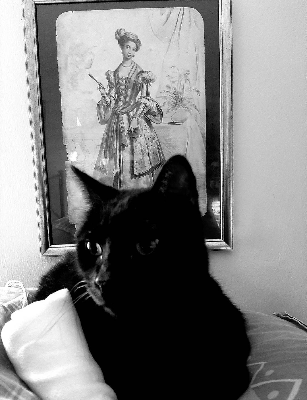 Shrek participe au concours pour gagner de l'argent avec cette photo : beauty, black, black_and_white, carnivore, cat, comfort, felidae, fur, grey, monochrome, monochrome_photography, picture_frame, room, small_to_medium_sized_cats, style, tail, tints_and_shades, whiskers, white, window