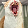 cat, yawning, teeth, tongue, close_up, fur, pink_nose, whiskers, pet, animal, cute, mouth_open, indoor, feline, mammal, soft_focus, white_fur, orange_fur, portrait, blurred_background