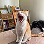 cat, orange_cat, black_cat, yawning, sitting, table, chair, indoor, pets, feline, relaxed, sleeping, mouth_open, teeth, tongue, wicker_basket, papers, organized, home, furniture
