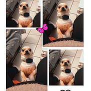 Vicky a rejoint le concours — aidez-le/la à gagner de superbes lots ! animal, black_collar, butterfly, collage, compilation, cozy, cute, dog, footwear, heart, home, indoors, legs, looking_up, pants, person, pet, small_dog, sweater, tiled_floor