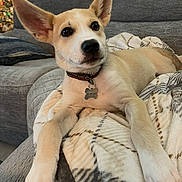 Rocket joined the competition — help win amazing prizes! animal, blanket, christmas_tree, collar, couch, cozy, cute, dog, domestic_animal, ears, furniture, holiday, home, indoor, looking_away, mammal, pet, puppy, relaxing, resting