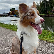 Vayko participe au concours pour gagner de l'argent avec cette photo : dog, merle_coat, tongue_out, leash, sitting, outdoor, river, gravel_path, cloudy_sky, trees, bridge, happy, pet, canine, nature, water, fur, animal, daytime, landscape