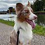 dog, merle_coat, tongue_out, leash, sitting, outdoor, river, gravel_path, cloudy_sky, trees, bridge, happy, pet, canine, nature, water, fur, animal, daytime, landscape