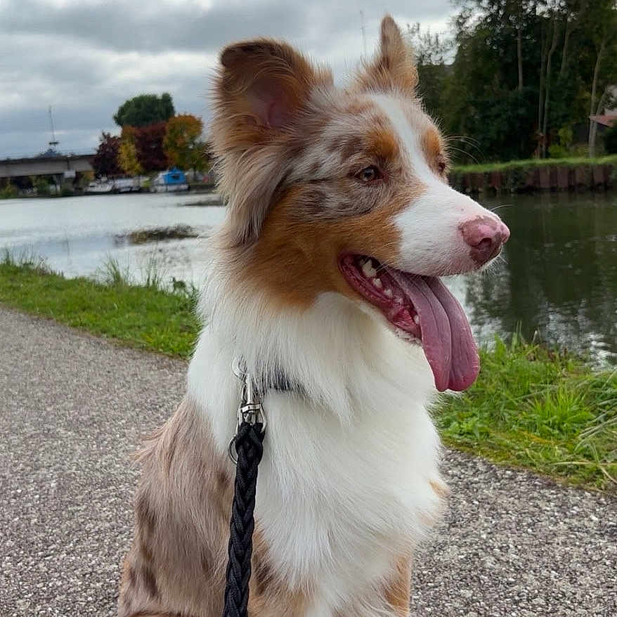 Vayko participe au concours pour gagner de l'argent avec cette photo : animal, bridge, canine, cloudy_sky, daytime, dog, fur, gravel_path, happy, landscape, leash, merle_coat, nature, outdoor, pet, river, sitting, tongue_out, trees, water