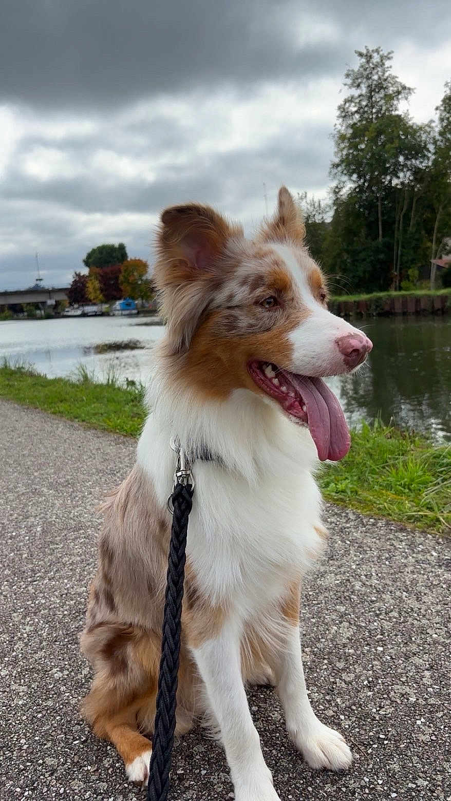 Vayko participe au concours pour gagner de l'argent avec cette photo : dog, merle_coat, tongue_out, leash, sitting, outdoor, river, gravel_path, cloudy_sky, trees, bridge, happy, pet, canine, nature, water, fur, animal, daytime, landscape