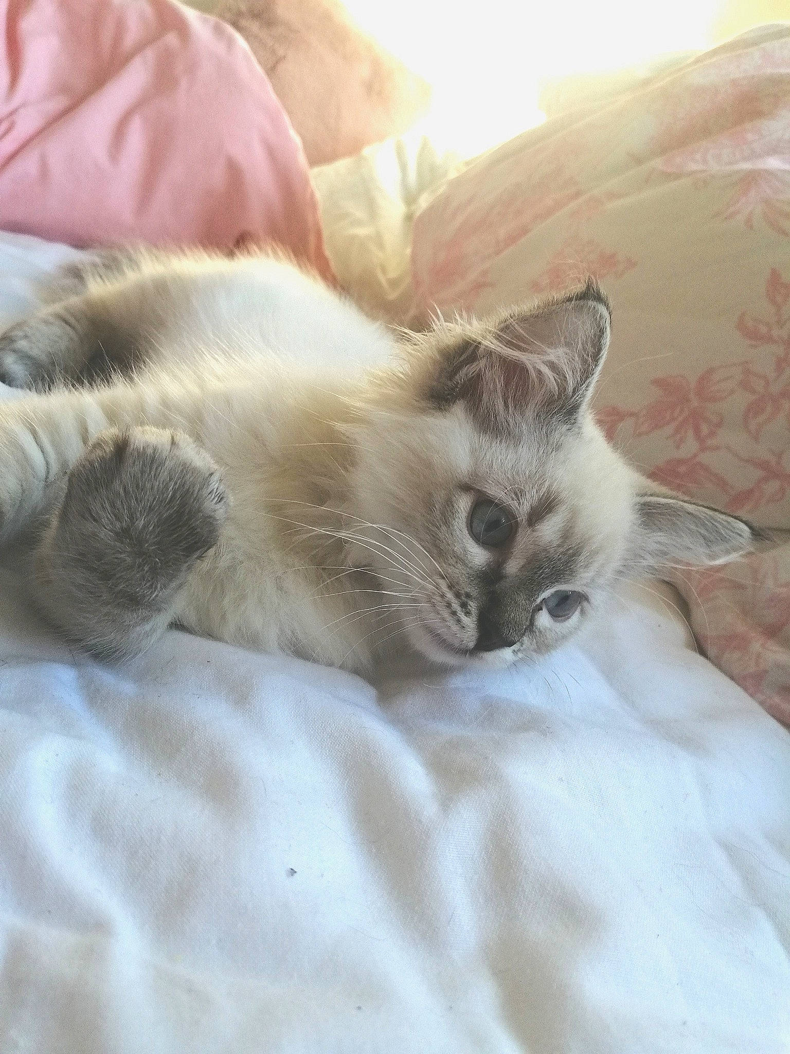 Ava joined the competition — help win amazing prizes! carnivore, cat, comfort, domestic_short_haired_cat, fawn, felidae, fur, mammal, paw, small_to_medium_sized_cats, snout, vertebrate, whiskers