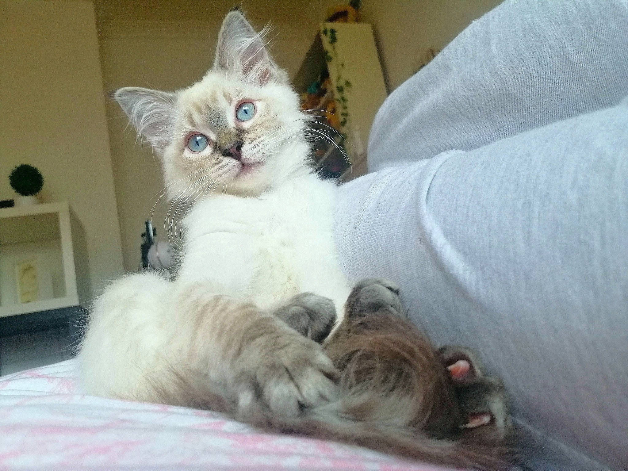 Ava joined the competition — help win amazing prizes! carnivore, cat, claw, comfort, fawn, felidae, fur, linens, paw, shelf, small_to_medium_sized_cats, snout, vertebrate, whiskers