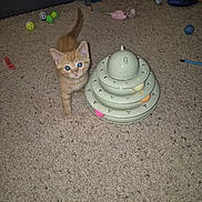 Mateo joined the competition — help win amazing prizes! animal, ball, blue_eyes, carpet, cat, colorful_toys, curious, cute, domestic, feline, floor, indoor, kitten, multi_tier_toy, orange_cat, pet, playful, small, toy, young