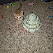 Mateo joined the competition — help win amazing prizes! kitten, orange_cat, cat_toy, carpet, indoor, playful, pet, animal, feline, curious, blue_eyes, small_pet, toy_ball, multi_level_toy, floor, domestic_cat, cute, young_cat, pet_toys, carpeted_floor