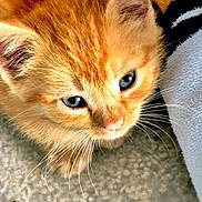 Mateo is registered to the contest to win money with this photo: kitten, cat, orange_cat, blue_eyes, close_up, fur, whiskers, pet, animal, cute, young, feline, indoor, carpet, towel, soft_texture, curious, small, domestic_animal, looking_up