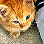 kitten, cat, orange_cat, blue_eyes, close_up, fur, whiskers, pet, animal, cute, young, feline, indoor, carpet, towel, soft_texture, curious, small, domestic_animal, looking_up