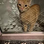 Mateo joined the competition — help win amazing prizes! animal, cat, cold, curious, doorframe, ears, glass_door, indoor, looking, night, orange_tabby, outdoor, patterned_rug, paws, pet, reflection, rug, snow, whiskers, window