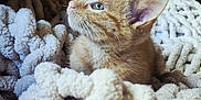 Mateo joined the competition — help win amazing prizes! kitten, cat, orange_tabby, blanket, cozy, soft, furry, pet, animal, indoors, cute, young, sleepy, fur, texture, resting, comfort, warm, small, curious