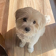 Bella is registered to the contest to win money with this photo: dog, white_dog, fluffy, pet, indoor, wooden_floor, sunlight, shadow, cute, looking_up, small_dog, fur, adorable, animal, companion, domestic, floor, curtain, light, home