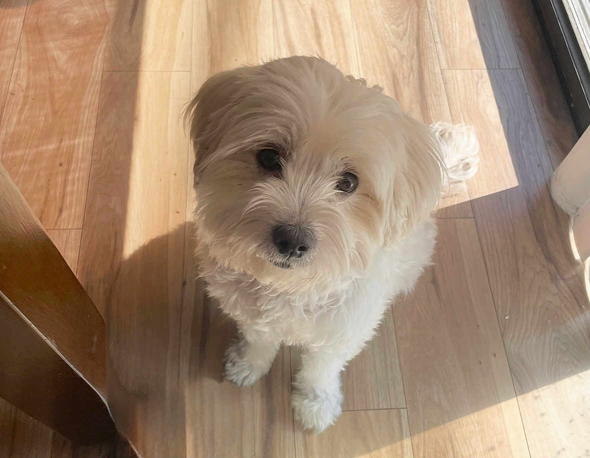 Bella