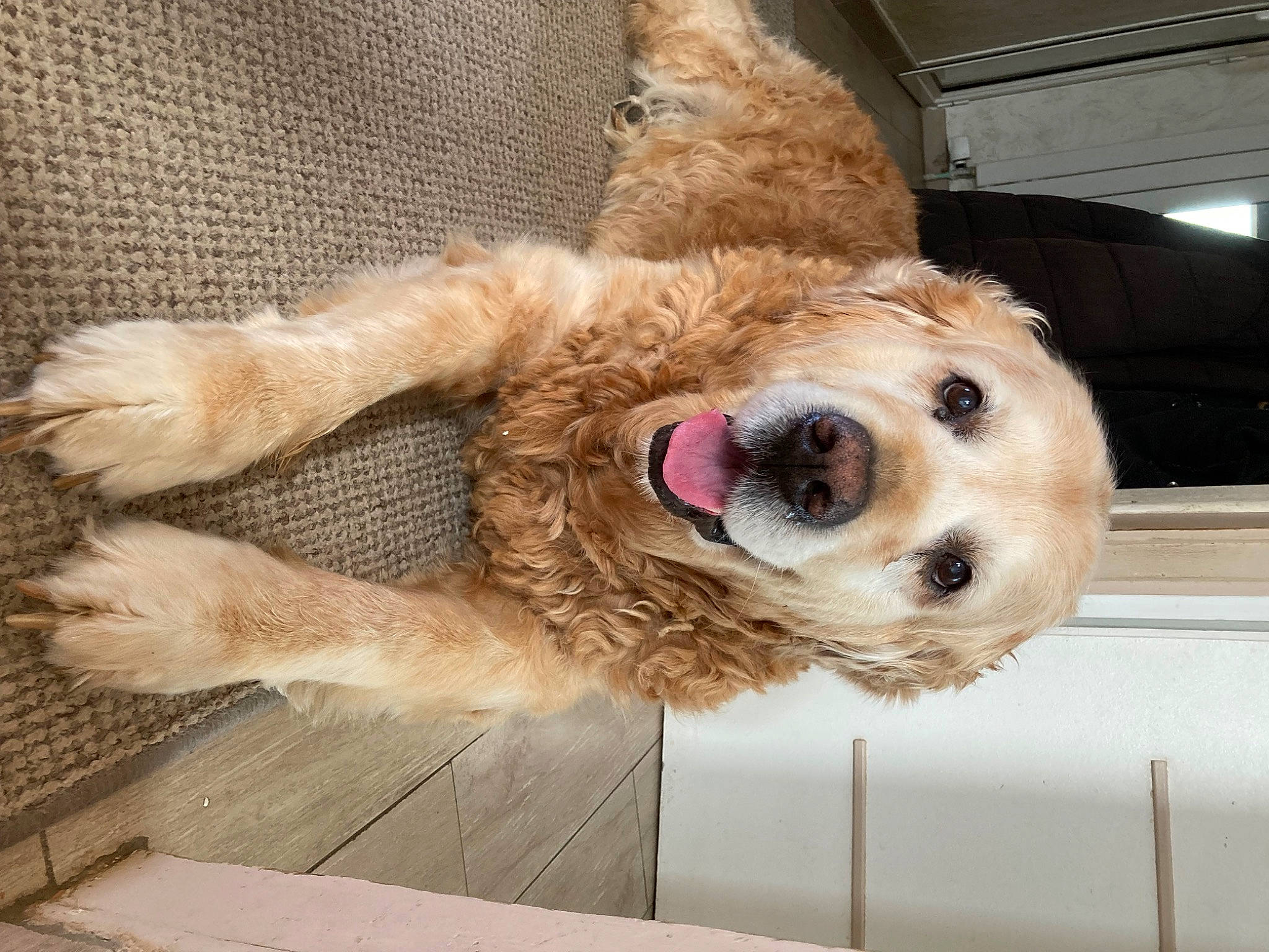 Funny a rejoint le concours — aidez-le/la à gagner de superbes lots ! canidae, carnivore, collar, companion_dog, dog, dog_breed, dog_supply, fawn, fence, fur, goldendoodle, paw, pet_supply, snout, sporting_group, stuffed_toy, terrier, toy, whiskers, working_animal