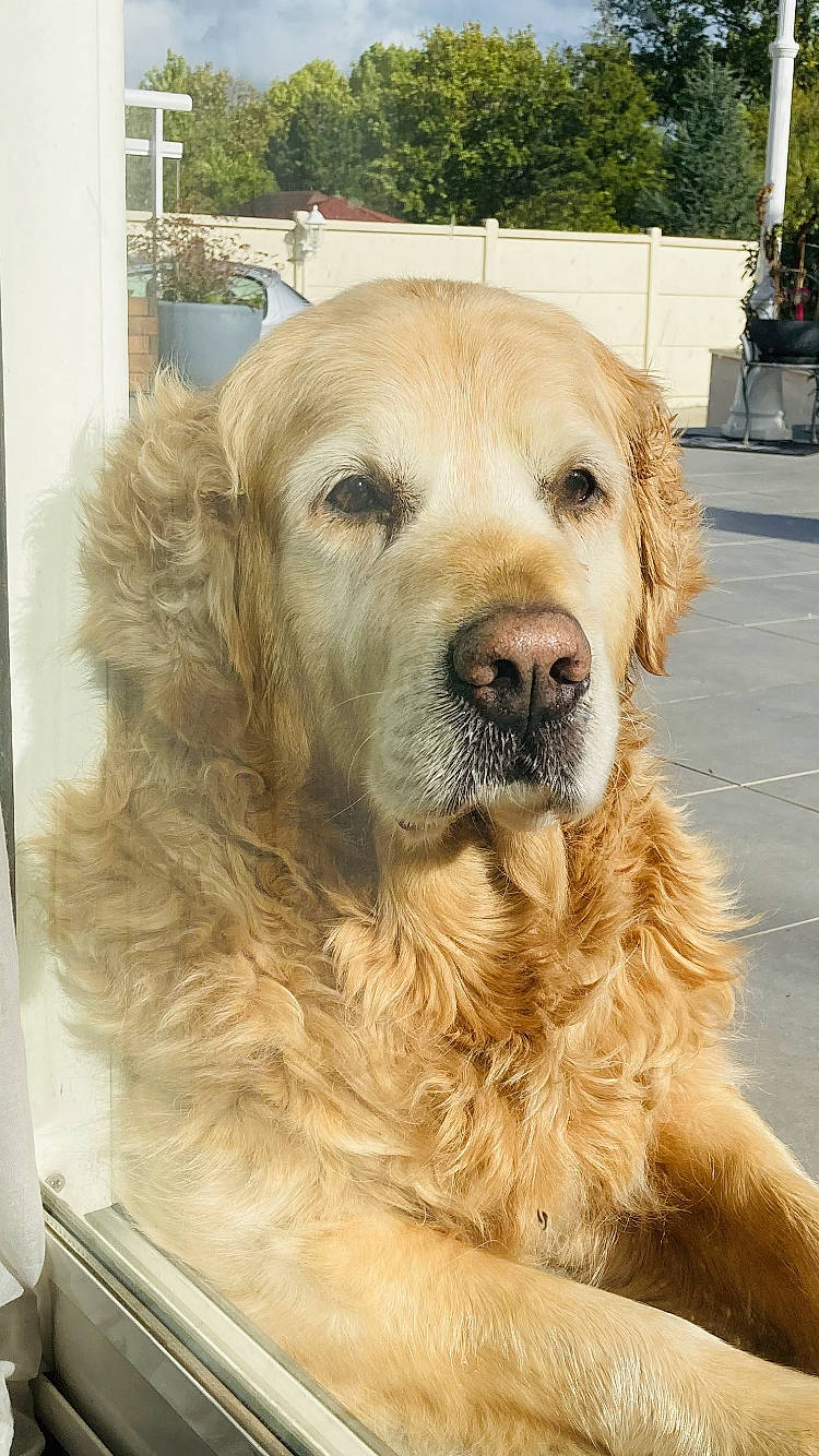 Funny a rejoint le concours — aidez-le/la à gagner de superbes lots ! ancient_dog_breeds, canidae, carnivore, companion_dog, dog, dog_breed, fawn, fur, golden_retriever, gun_dog, liver, snout, sporting_group, terrestrial_animal, tree, whiskers, working_animal, working_dog