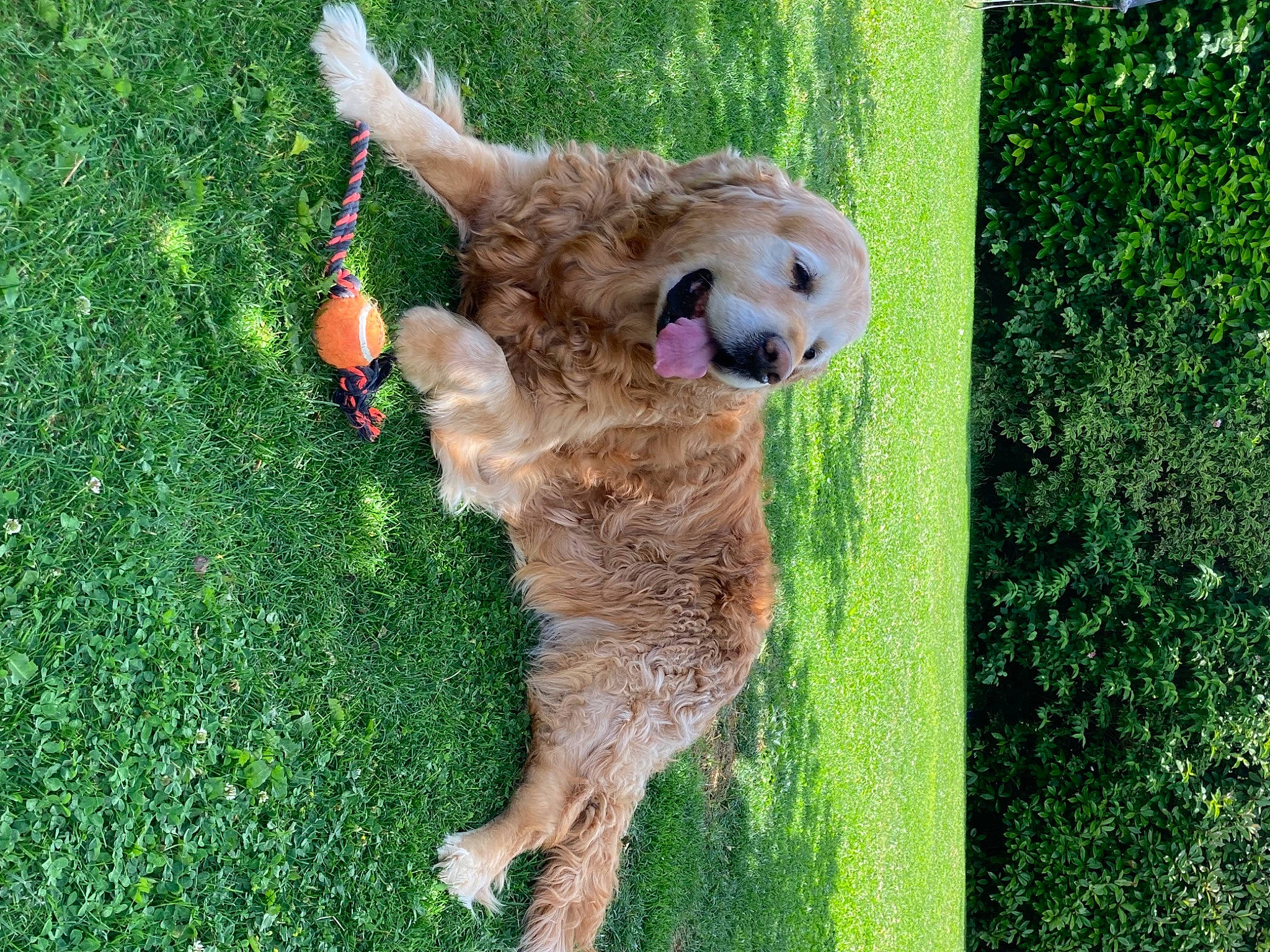 Funny participe au concours pour gagner de l'argent avec cette photo : art, companion_dog, dog_breed, fawn, fur, grass, grassland, happy, lawn, plant, sheep, snout, sporting_group, stuffed_toy, tail, teddy_bear, terrestrial_animal, toy, working_animal