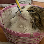 Baby Bean joined the competition — help win amazing prizes! cat, tabby, basket, indoor, close_up, fur, pet, curious, sniffing, striped_object, pink, white, woven, cozy, domestic, animal, whiskers, nose, relaxed, cute