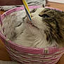 cat, tabby, basket, indoor, close_up, fur, pet, curious, sniffing, striped_object, pink, white, woven, cozy, domestic, animal, whiskers, nose, relaxed, cute