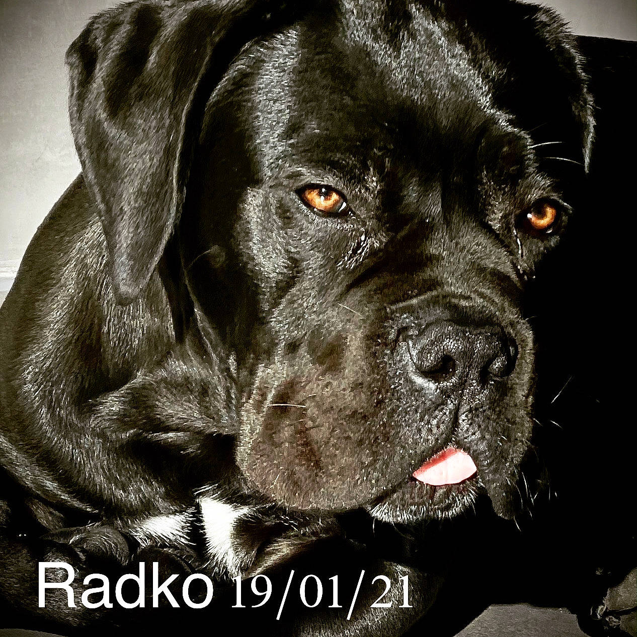 Radko