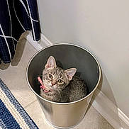 Pinky is registered to the contest to win money with this photo: cat, collar, curious, curtain, cute, domestic_cat, feline, floor, gray_tabby, indoor, kitten, looking_up, pet, pink_collar, rug, small_cat, striped_rug, tile, trash_can, wall